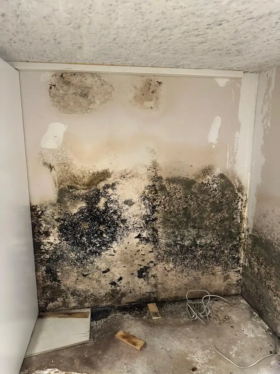 Visible mold concern before professional remediation