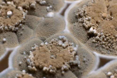 Types of mold: Aspergillus